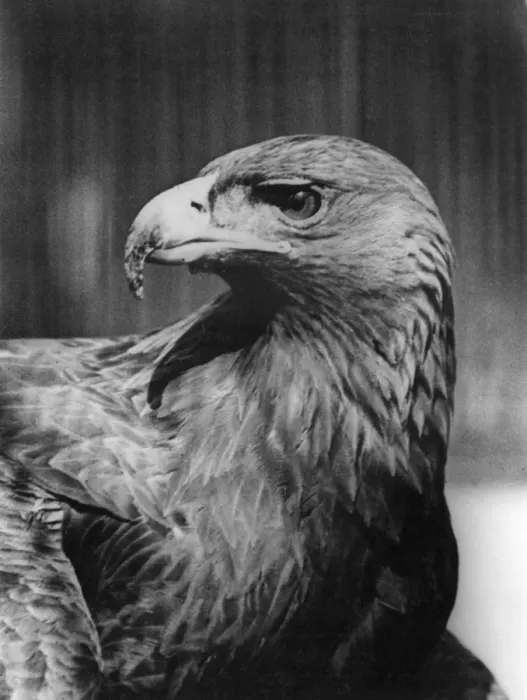 Framed Print : Golden Eagle Framed Print : Golden Eagle