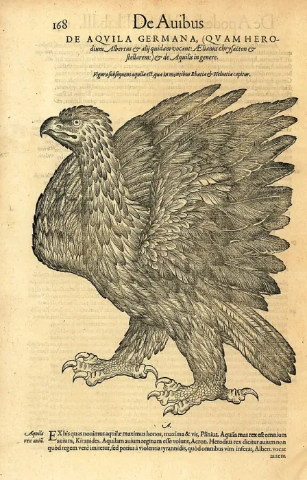 Framed Print : Golden eagle, Aquila chrysaetos Framed Print : Golden eagle, Aquila chrysaetos