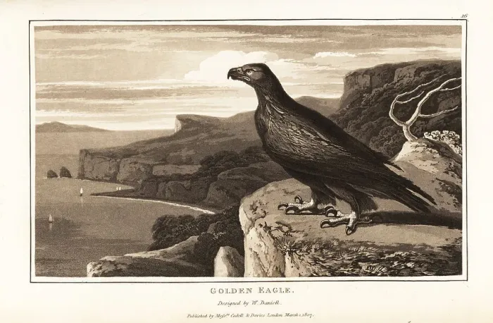 Framed Print : Golden eagle, Aquila chrysaetos, standing on the edge of a cliff Framed Print : Golden eagle, Aquila chrysaetos, standing on the edge of a cliff