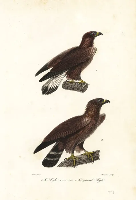 Framed Print : Golden eagle, Aquila chrysaetos Framed Print : Golden eagle, Aquila chrysaetos