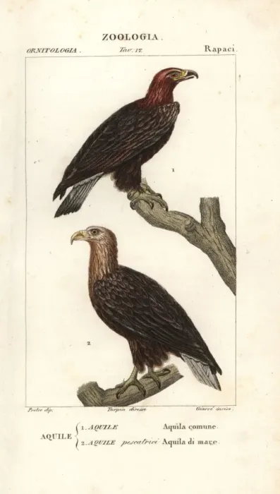 Framed Print : Golden eagle, Aquila chrysaetos, and white-tailed Framed Print : Golden eagle, Aquila chrysaetos, and white-tailed