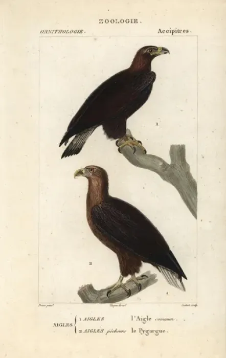 Framed Print : Golden eagle, Aquila chrysaetos, and white-tailed Framed Print : Golden eagle, Aquila chrysaetos, and white-tailed