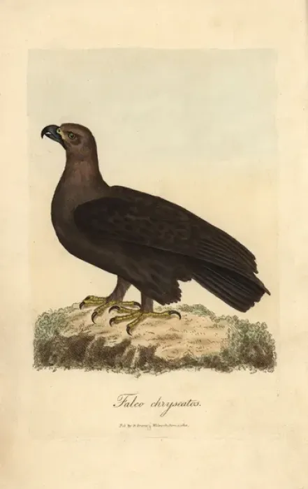 Framed Print : Golden eagle, Falco chryseatos, Aquila chryseatos Framed Print : Golden eagle, Falco chryseatos, Aquila chryseatos