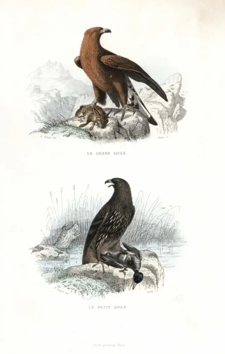 Framed Print : Golden eagle and spotted eagle Framed Print : Golden eagle and spotted eagle