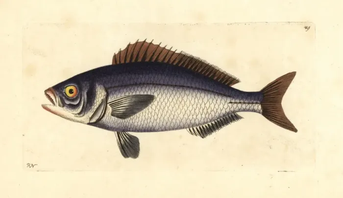 Framed Print : Golden-eyed lutian or snapper (jobfish) Pristipomoides Framed Print : Golden-eyed lutian or snapper (jobfish) Pristipomoides
