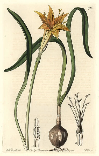 Golden flame-lily, Pyrolirion arvense