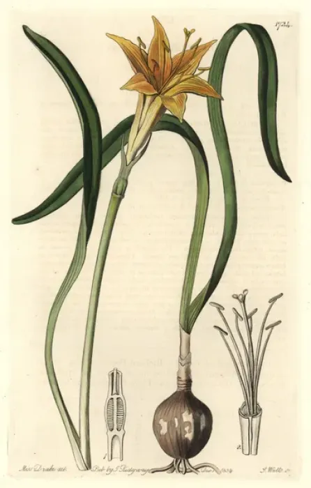 Framed Print : Golden flame-lily, Pyrolirion arvense Framed Print : Golden flame-lily, Pyrolirion arvense