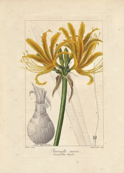Framed Print : Golden flame lily, Pyrolirion aureum, native Framed Print : Golden flame lily, Pyrolirion aureum, native