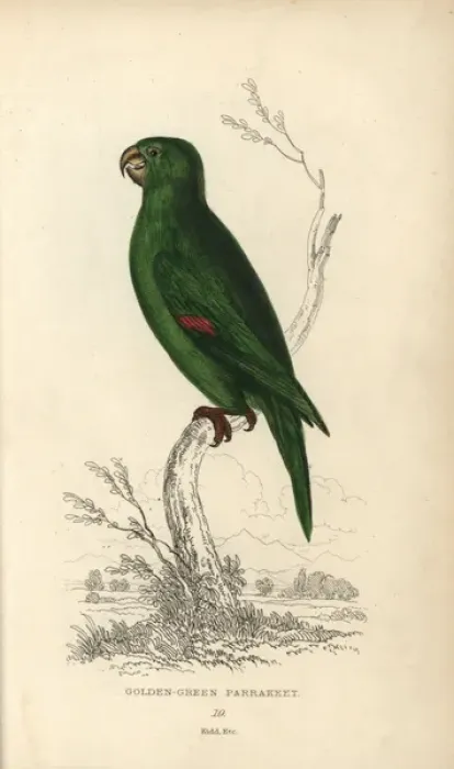 Framed Print : Golden green parakeet, Psittacus swainsonii Framed Print : Golden green parakeet, Psittacus swainsonii