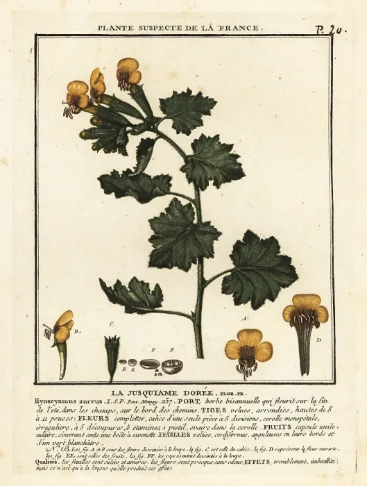 Framed Print : Golden henbane, Hyoscymus aureus Framed Print : Golden henbane, Hyoscymus aureus