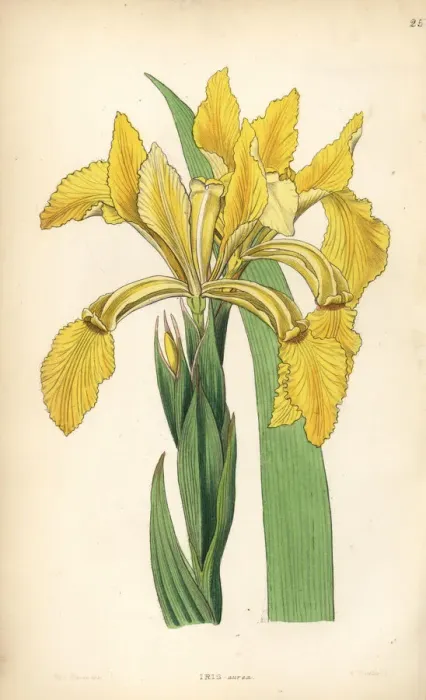 Framed Print : Golden iris or golden flag, Iris crocea Framed Print : Golden iris or golden flag, Iris crocea