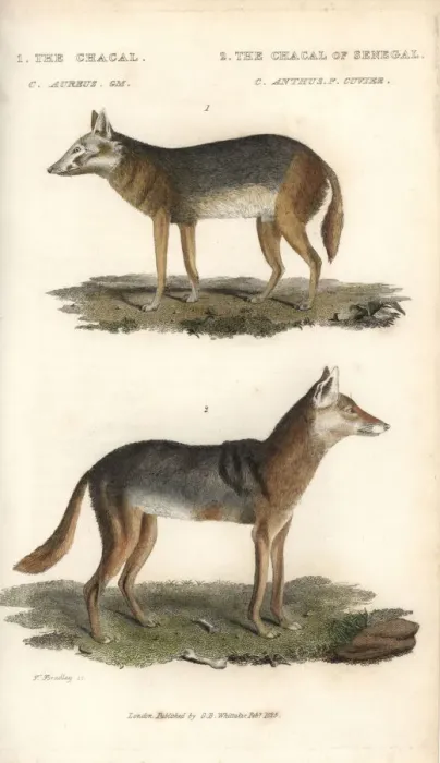 Framed Print : Golden jackal, Canis aureus, and Senegalese Framed Print : Golden jackal, Canis aureus, and Senegalese