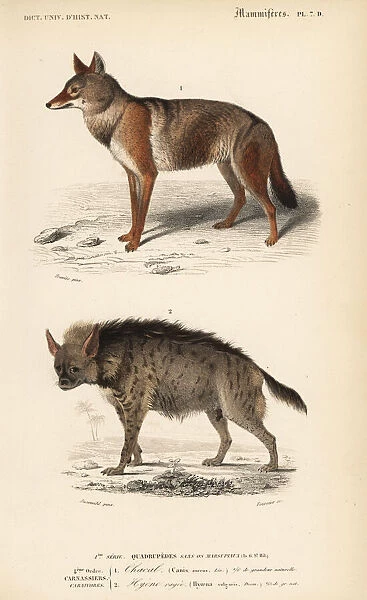Golden jackal, Canis aureus, and striped hyena