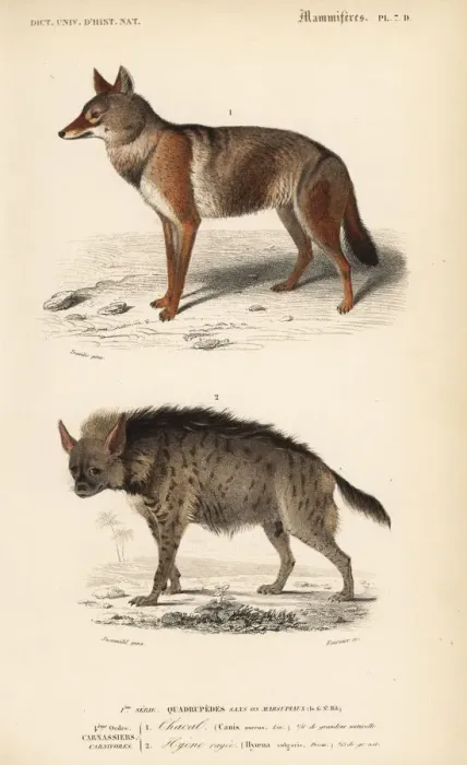 Framed Print : Golden jackal, Canis aureus, and striped hyena Framed Print : Golden jackal, Canis aureus, and striped hyena