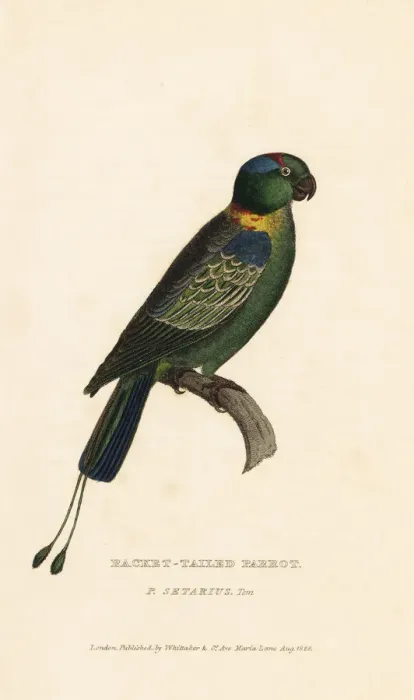 Framed Print : Golden-mantled racket-tail, Prioniturus platurus Framed Print : Golden-mantled racket-tail, Prioniturus platurus