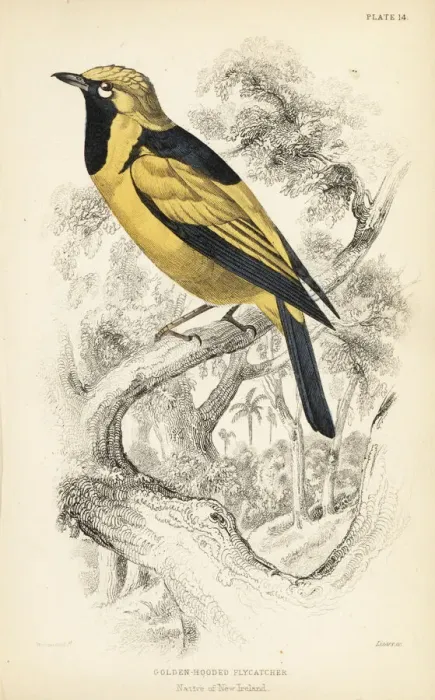 Framed Print : Golden monarch, Carterornis chrysomela Framed Print : Golden monarch, Carterornis chrysomela