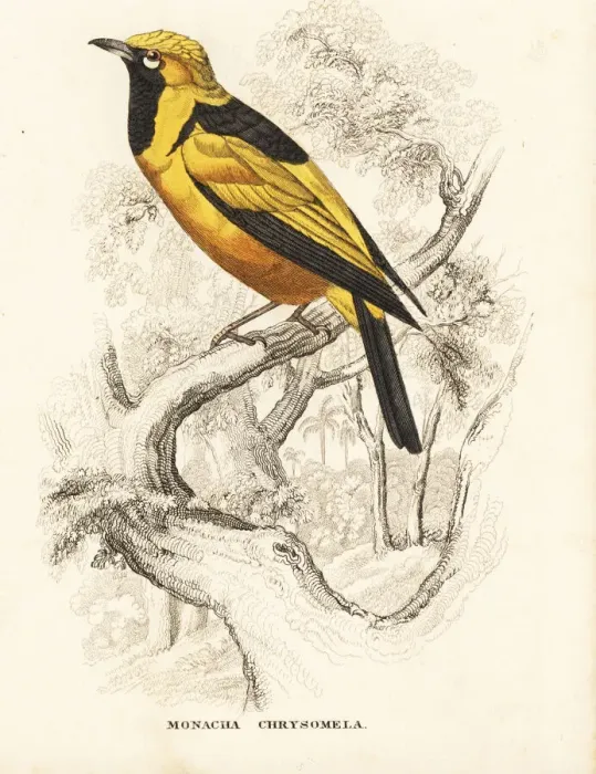 Framed Print : Golden monarch, Carterornis chrysomela Framed Print : Golden monarch, Carterornis chrysomela