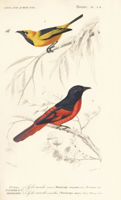 Framed Print : Golden monarch, Monarcha chrysomela, and Sunda Framed Print : Golden monarch, Monarcha chrysomela, and Sunda