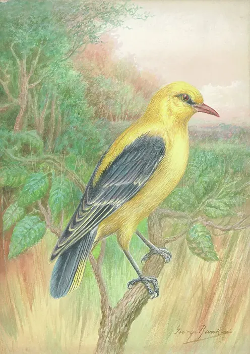 Framed Print : Golden Oriole (male) Framed Print : Golden Oriole (male)