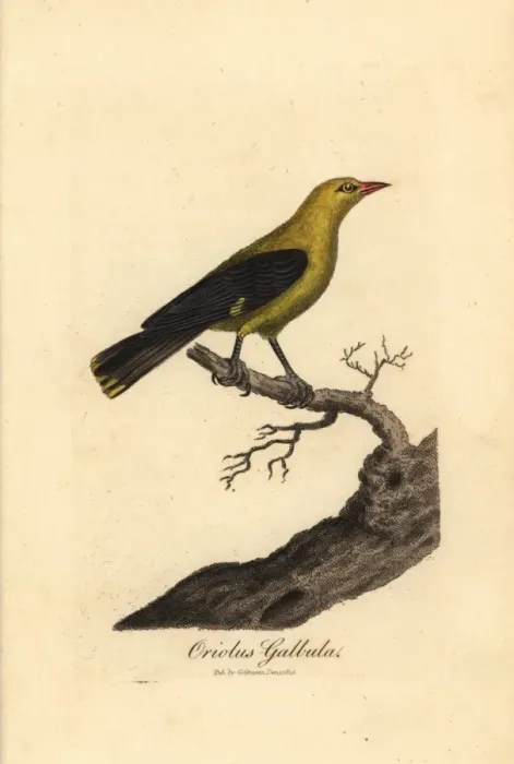 Framed Print : Golden oriole, Oriolus oriolus Framed Print : Golden oriole, Oriolus oriolus