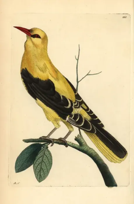 Framed Print : Golden oriole, Oriolus oriolus Framed Print : Golden oriole, Oriolus oriolus
