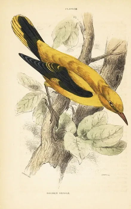 Framed Print : Golden oriole, Oriolus oriolus, perched on a branch Framed Print : Golden oriole, Oriolus oriolus, perched on a branch