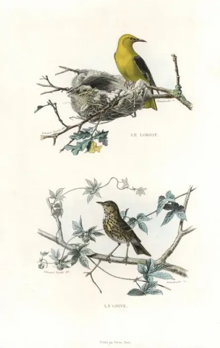 Framed Print : Golden oriole and song thrush Framed Print : Golden oriole and song thrush