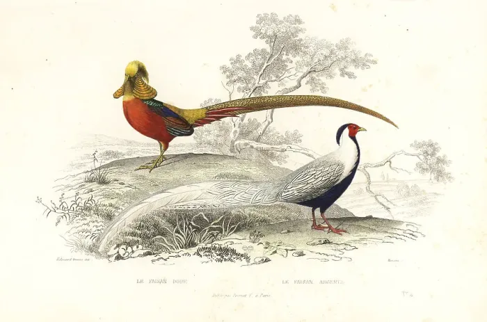 Framed Print : Golden pheasant and silver pheasant Framed Print : Golden pheasant and silver pheasant