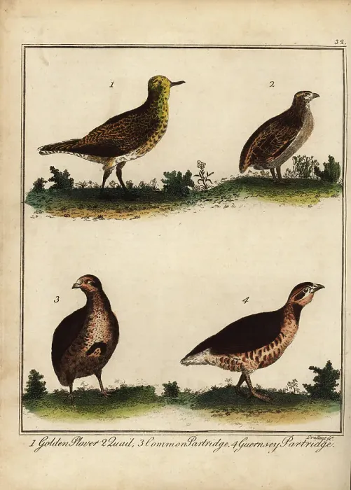 Framed Print : Golden plover, quail, partridge and Guernsey partridge Framed Print : Golden plover, quail, partridge and Guernsey partridge