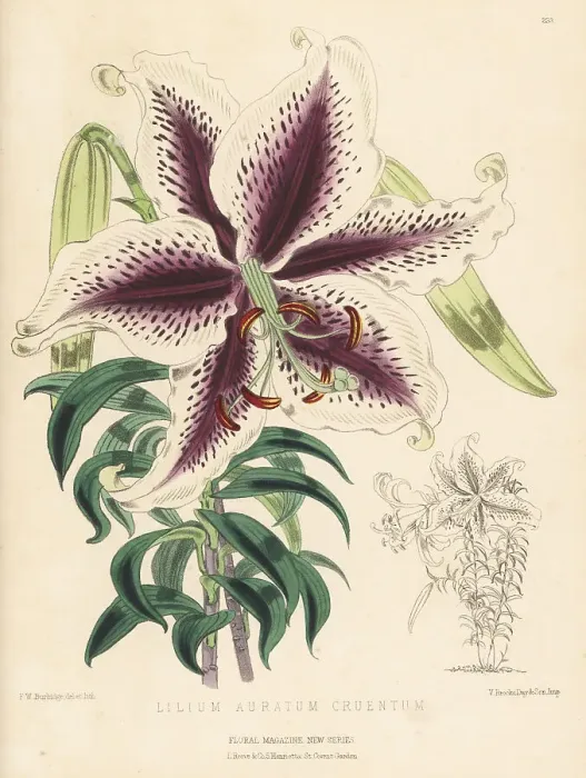 Framed Print : Golden-rayed lily or yamayuri, Lilium auratum Framed Print : Golden-rayed lily or yamayuri, Lilium auratum