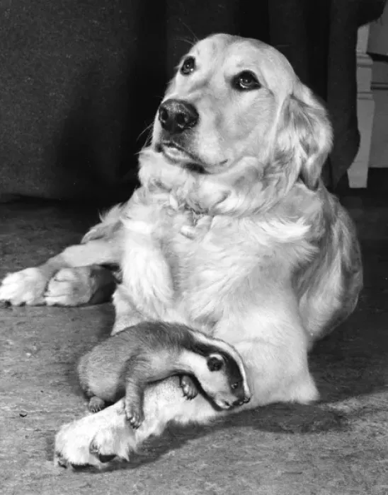 Framed Print : Golden Retriever and Badger Framed Print : Golden Retriever and Badger