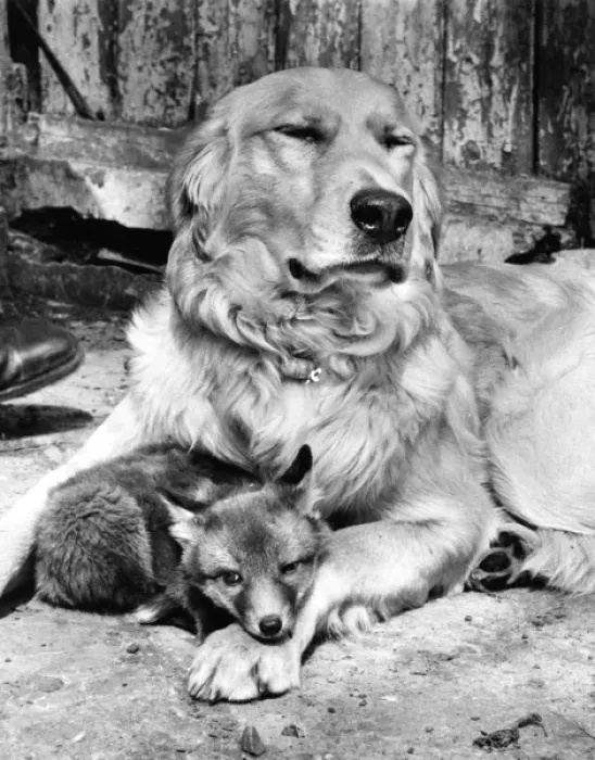 Framed Print : Golden Retriever and Fox cub Framed Print : Golden Retriever and Fox cub