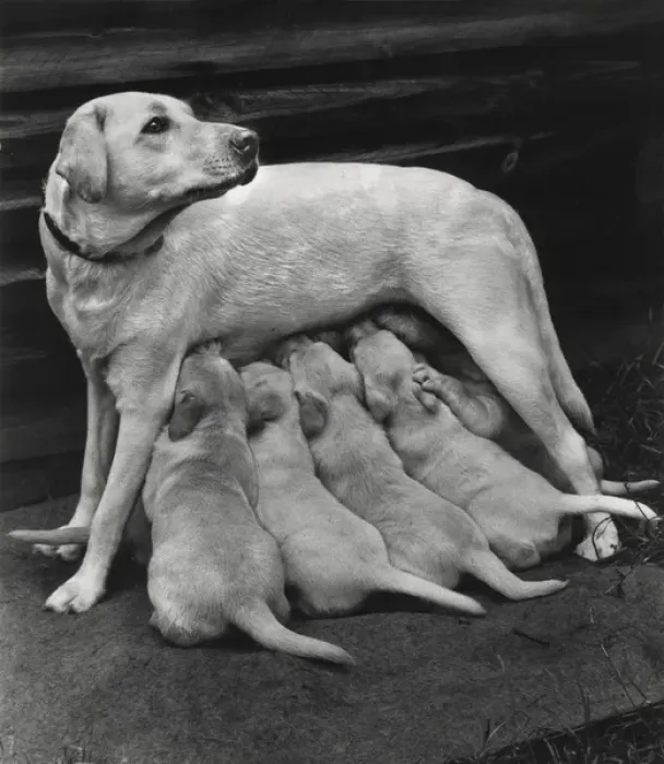 Framed Print : Golden Retriever with five puppies Framed Print : Golden Retriever with five puppies