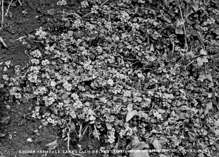 Framed Print : Golden Saxifrage, Carrs Glen, Belfast (Chrysosplenium Oppos Framed Print : Golden Saxifrage, Carrs Glen, Belfast (Chrysosplenium Oppos