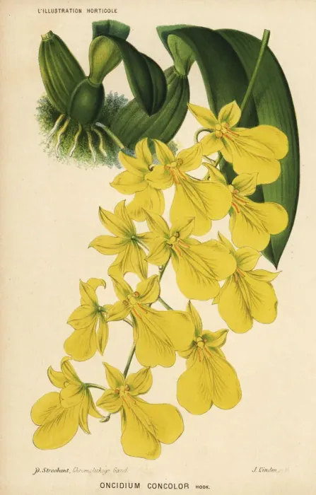 Framed Print : Golden shower orchid, Gomesa concolor Framed Print : Golden shower orchid, Gomesa concolor