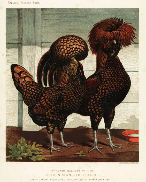 Framed Print : Golden spangled Polish cock and hen Framed Print : Golden spangled Polish cock and hen