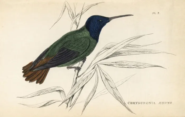 Framed Print : Golden-tailed sapphire, Chrysuronia oenone Framed Print : Golden-tailed sapphire, Chrysuronia oenone