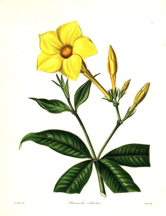 Framed Print : Golden trumpet or willow-leaved allamanda Framed Print : Golden trumpet or willow-leaved allamanda