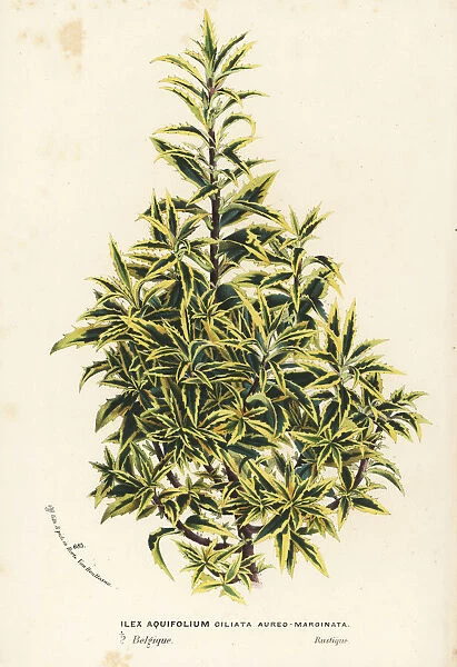 Golden variegated holly, Ilex aquifolium