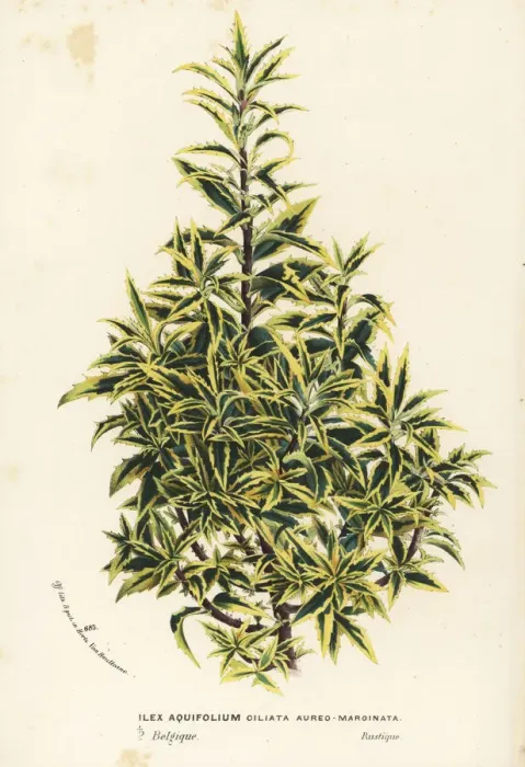 Framed Print : Golden variegated holly, Ilex aquifolium Framed Print : Golden variegated holly, Ilex aquifolium