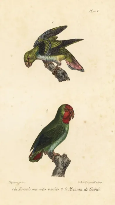 Framed Print : Golden-winged parakeet and red-headed lovebird Framed Print : Golden-winged parakeet and red-headed lovebird