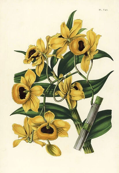 Golden yellow-flowered dendrobium orchid