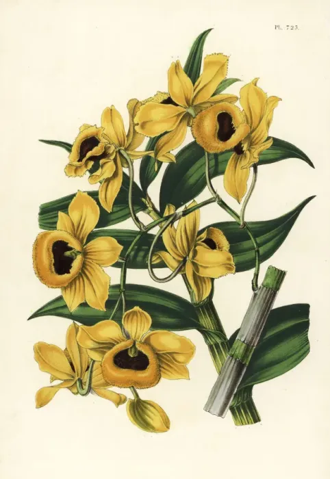 Framed Print : Golden yellow-flowered dendrobium orchid Framed Print : Golden yellow-flowered dendrobium orchid