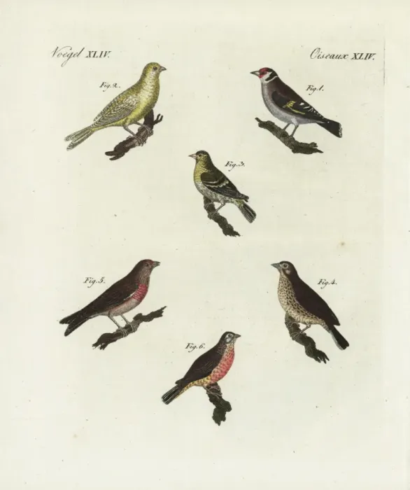 Framed Print : Goldfinch, blue chaffinch, siskin, linnet and redpoll Framed Print : Goldfinch, blue chaffinch, siskin, linnet and redpoll