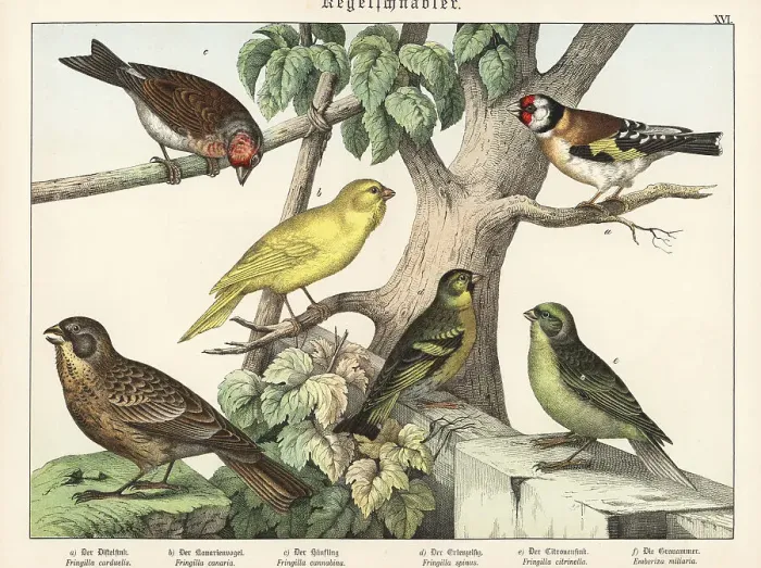 Framed Print : Goldfinch, canary, linnet, etc Framed Print : Goldfinch, canary, linnet, etc