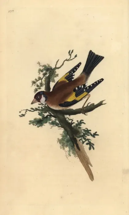 Framed Print : Goldfinch, Carduelis carduelis Framed Print : Goldfinch, Carduelis carduelis