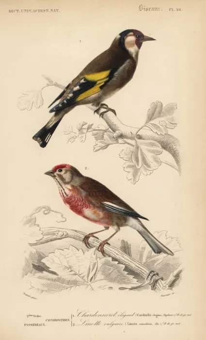 Framed Print : Goldfinch, Carduelis carduelis, and common Framed Print : Goldfinch, Carduelis carduelis, and common
