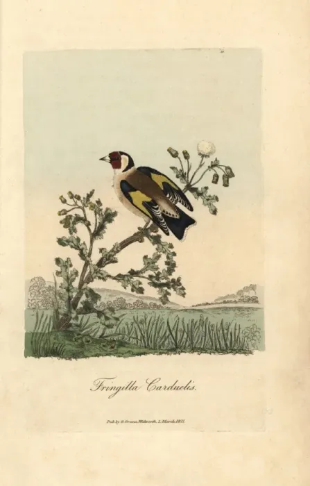 Framed Print : Goldfinch, Fringilla carduelis, Carduelis Carduelis Framed Print : Goldfinch, Fringilla carduelis, Carduelis Carduelis