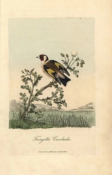 Goldfinch, Fringilla carduelis, Carduelis Carduelis