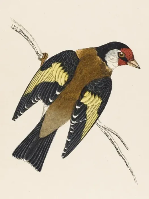 Framed Print : Goldfinch / Morris Framed Print : Goldfinch / Morris